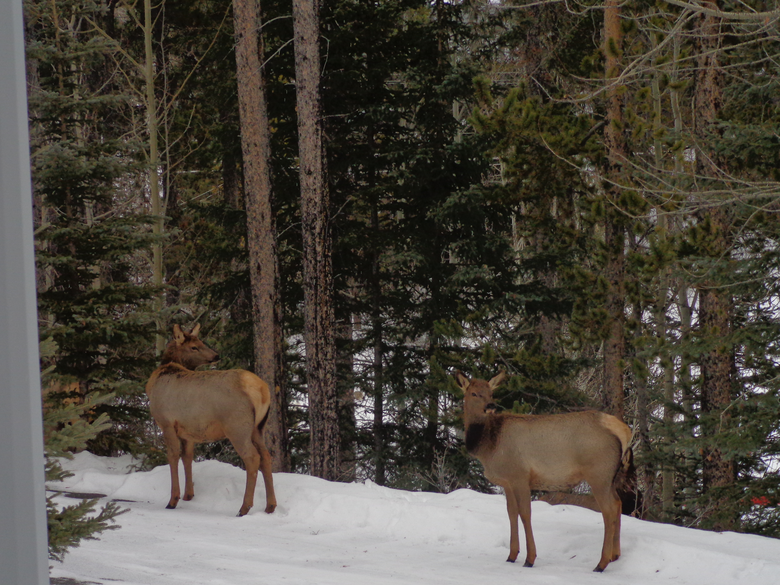 Groups of elk are frequent tourists around Ballyrock in Canmore