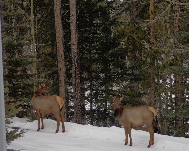 Groups of elk are frequent tourists around Ballyrock in Canmore