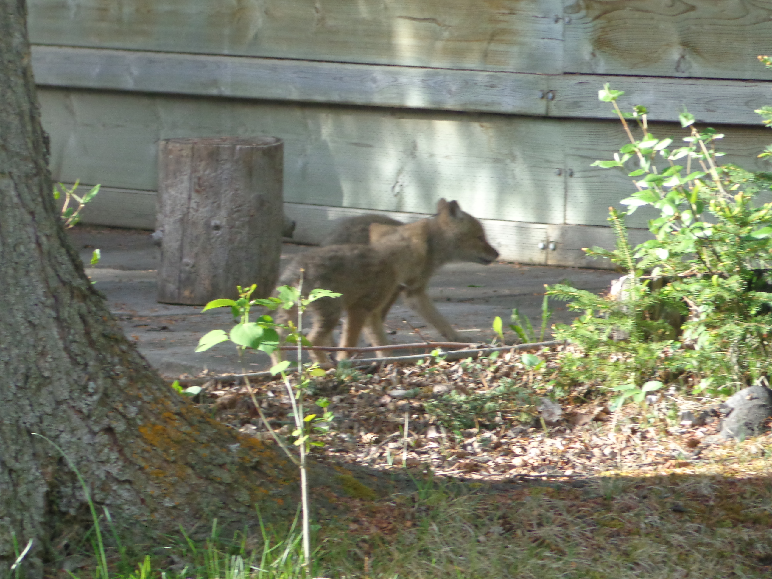 Two coyote pups explore our neighbourhood