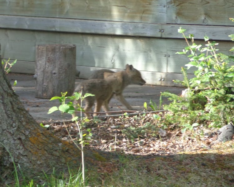Two coyote pups explore our neighbourhood