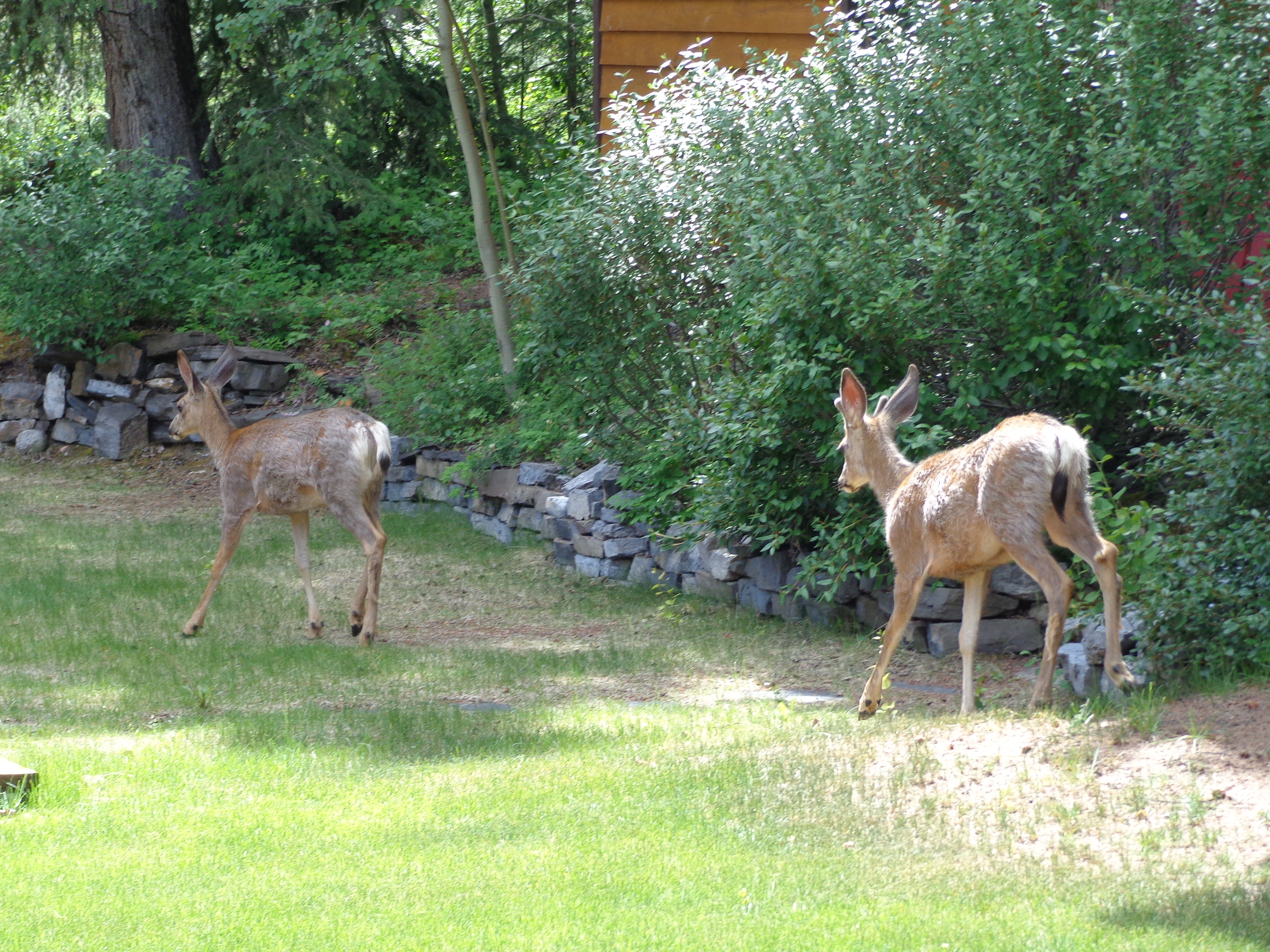 Young deer roam the property regularly
