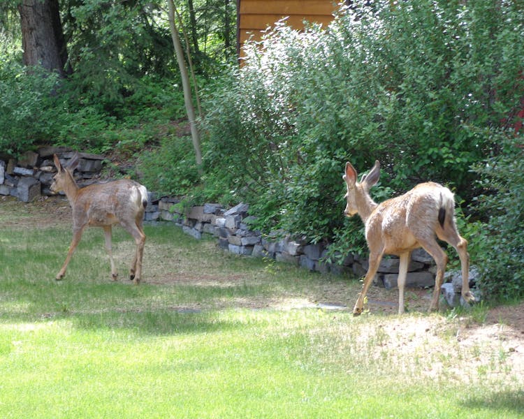 Young deer roam the property regularly