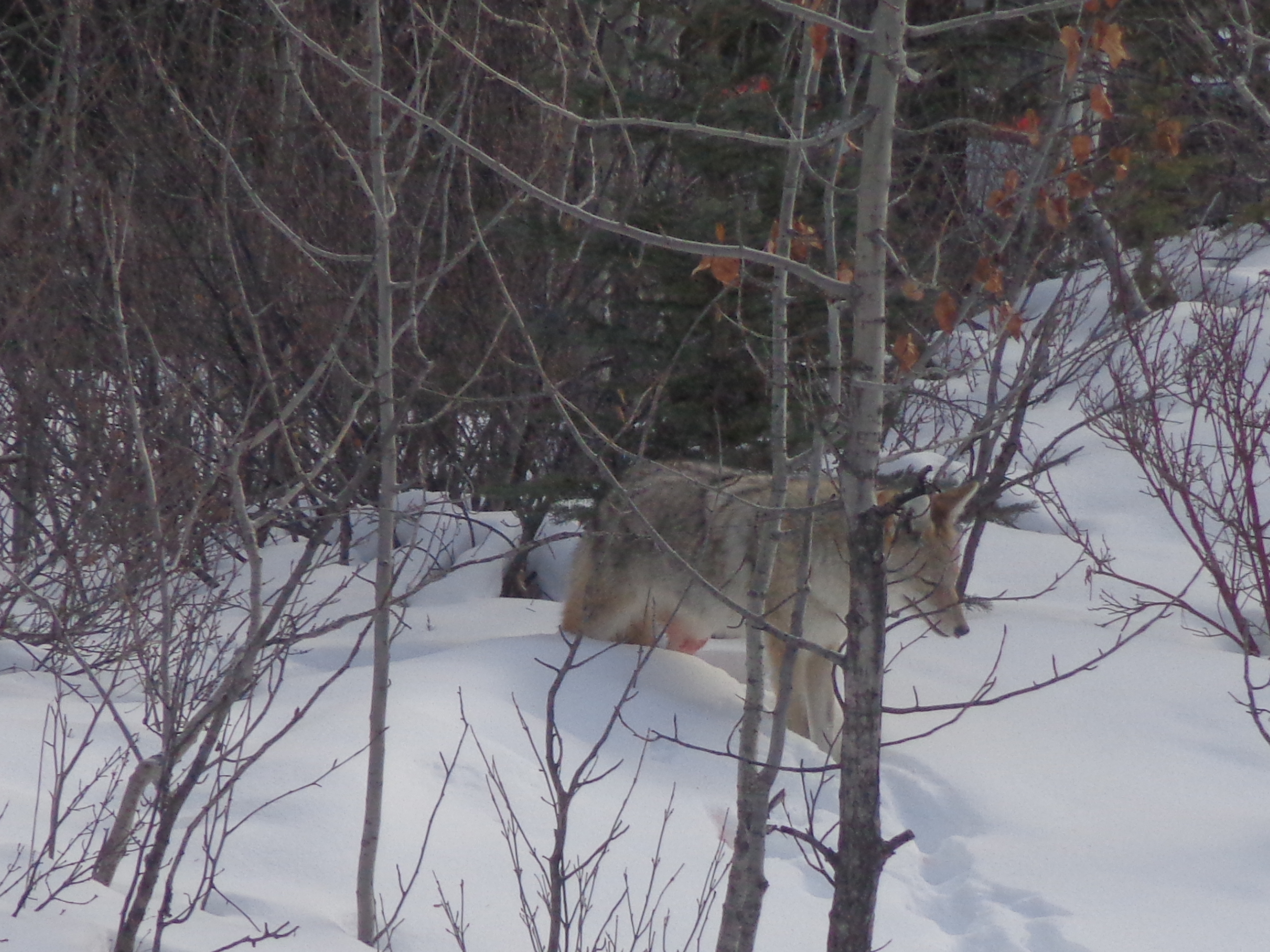 Lone Coyote tracking through the nearby woods