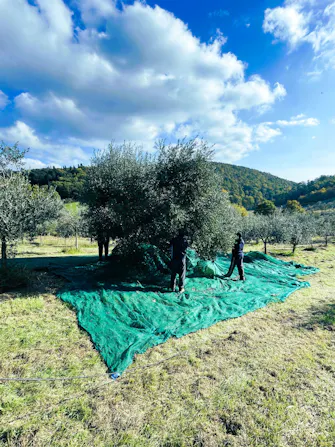 Raccolta delle olivo nel podere con vista sulle colline toscane