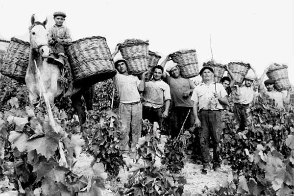 Tradition of wine making