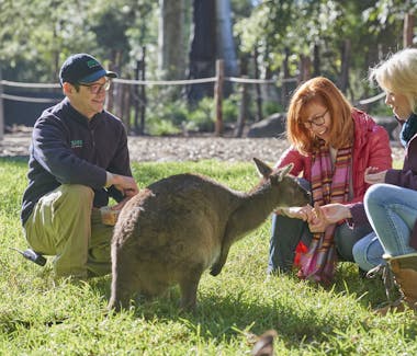 Healesville Sanctuary, feeding a kangaroo