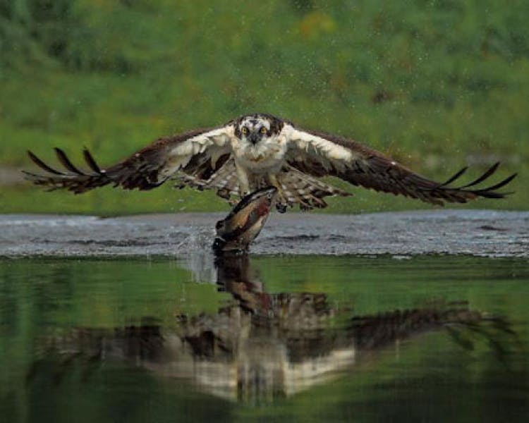 Osprey on Loch Earn.