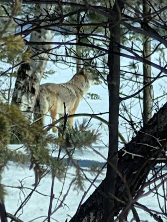 Coyote standing in snowy woods