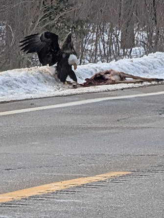 Eagle eating a dead deer