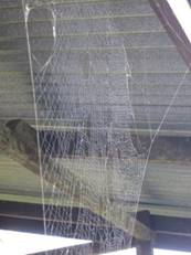 Spider web is a nature secene here