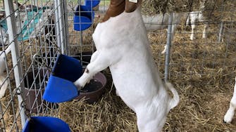 Brown and white goat