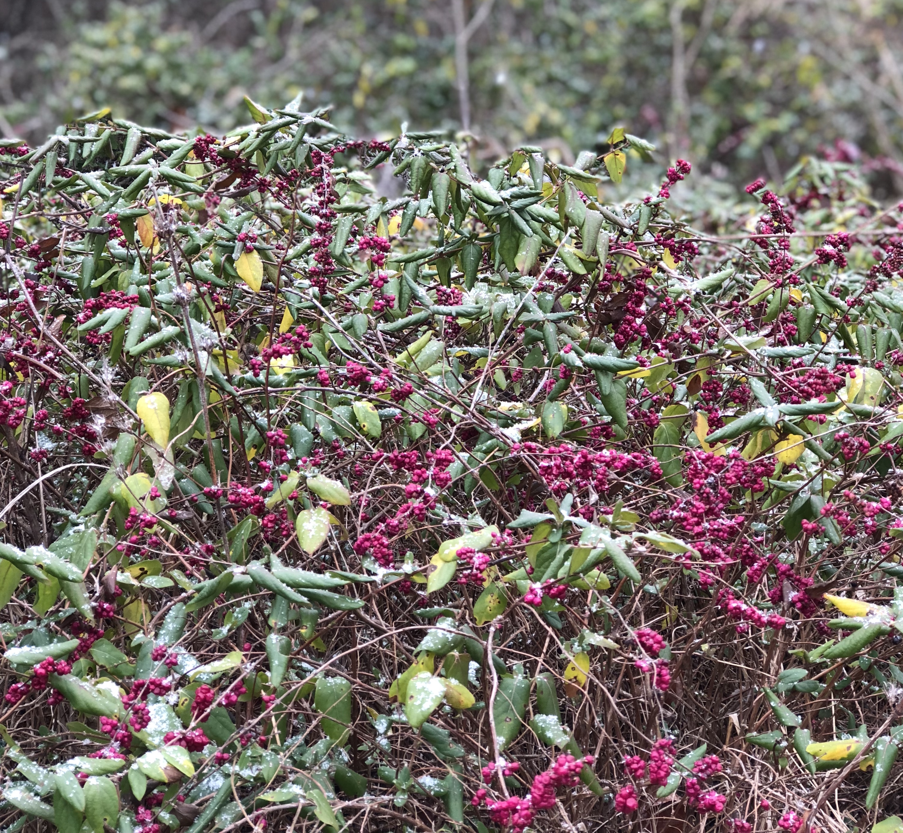 Holly bush in winter