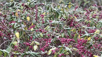 Holly bush in winter