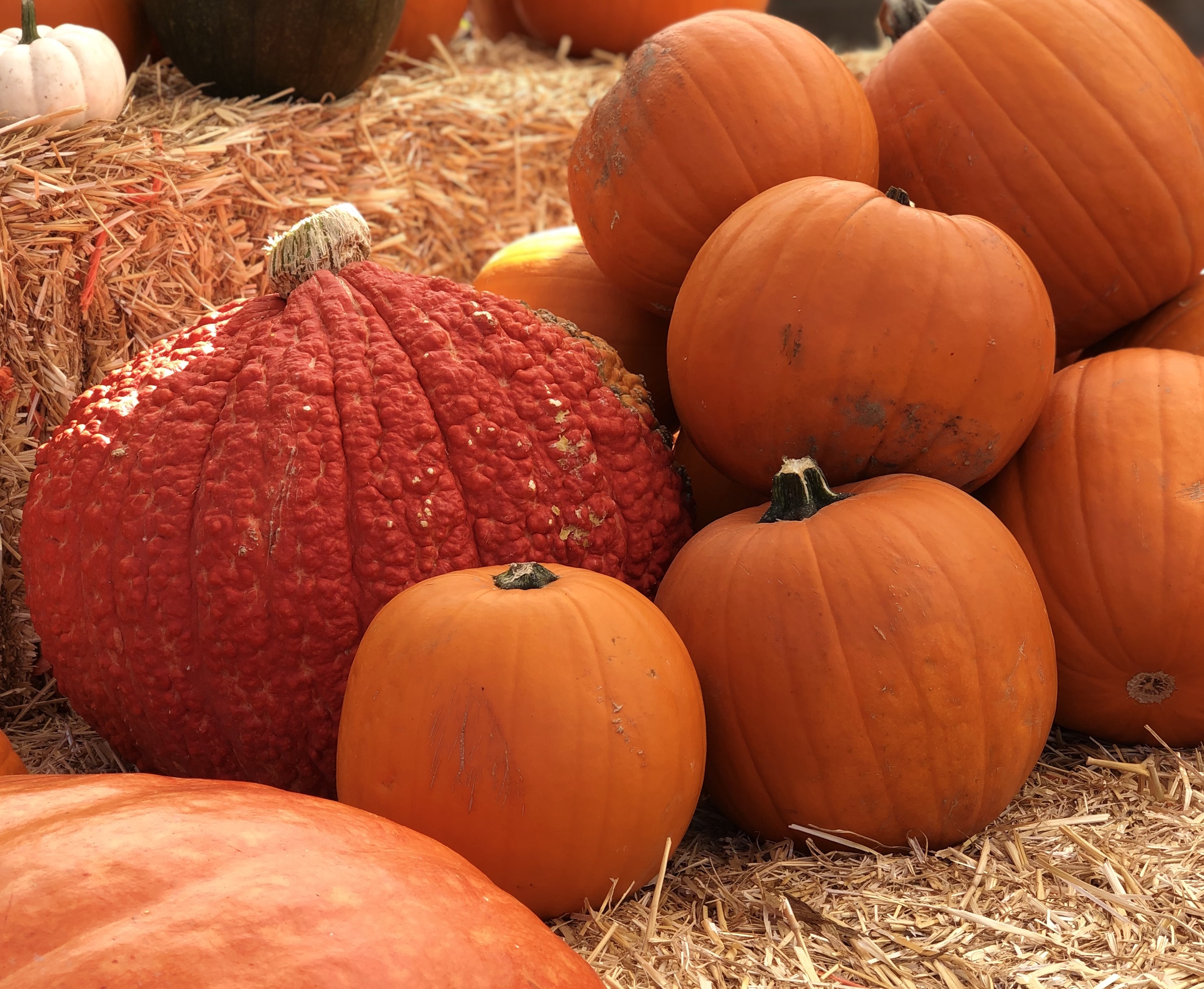Orange pumpkins on hay bales