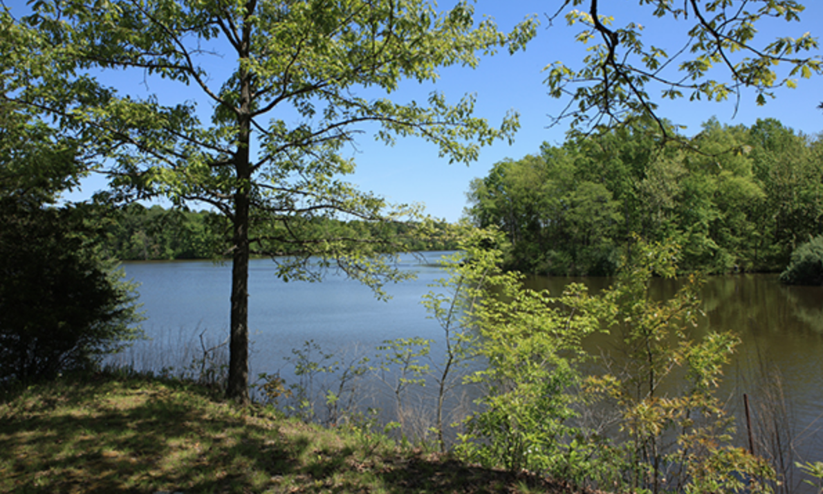 Sam Dale lake with trees