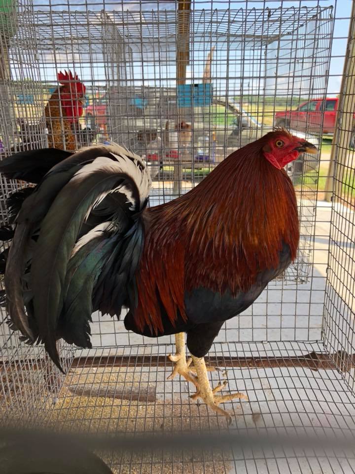 Brown and black rooster