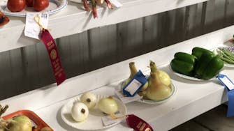 Winning fruits and vegetables, with ribbons, at 4H show competition
