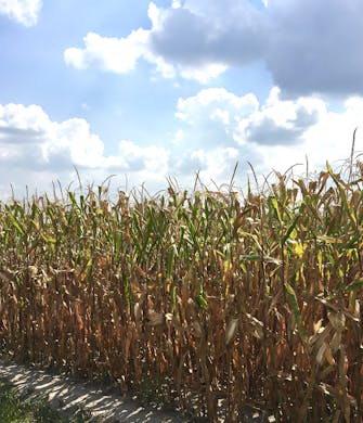 Corn file with blue and white clouds