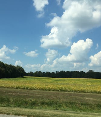 Open field with yellow crops and blue sky near Fairfield, Il