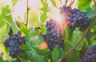 Book a tour to Napa Valley at The Dylan Hotel at SFO