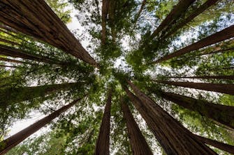 The Dylan Hotel- Tours to Muir Woods