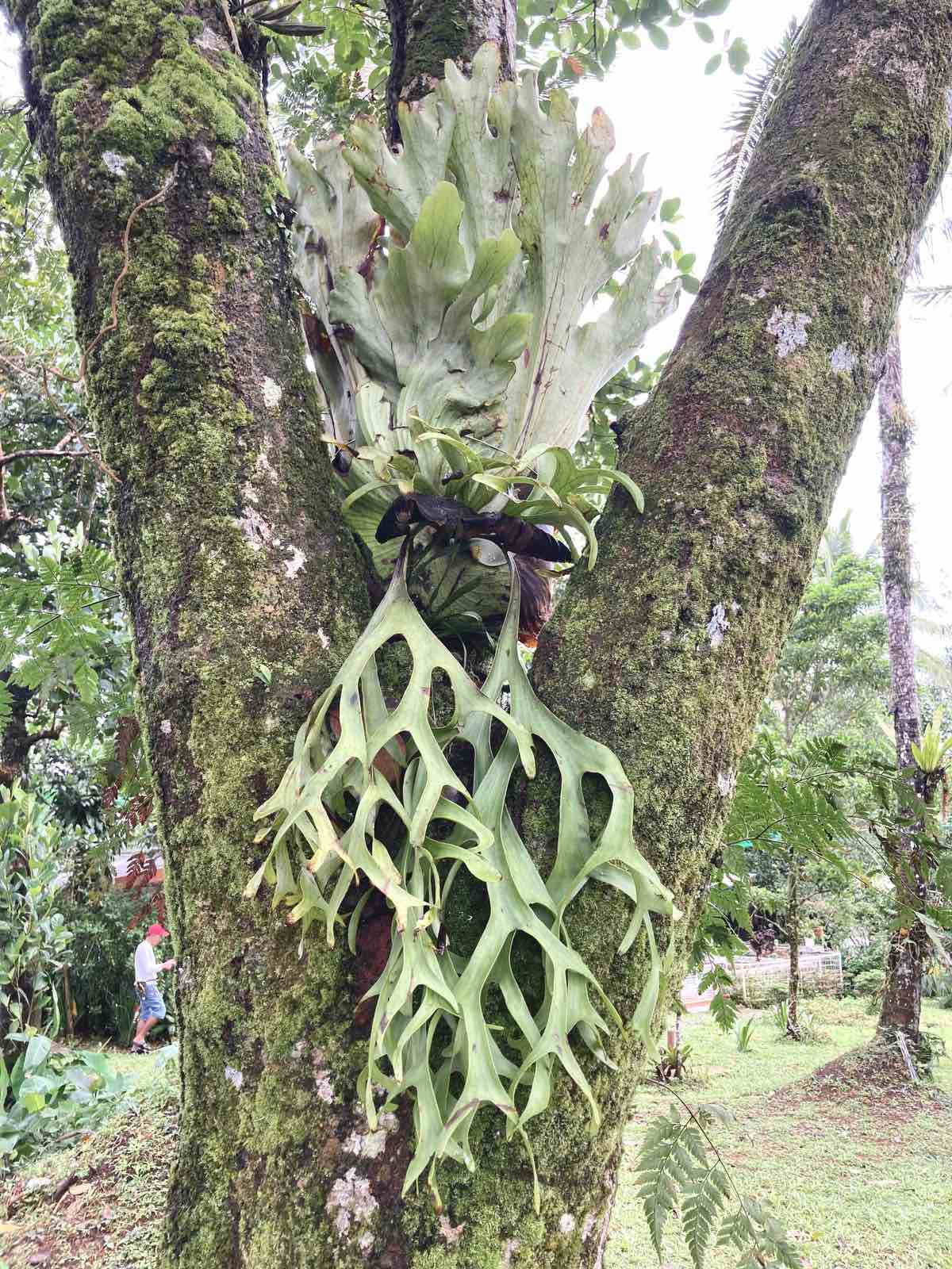 Staghorn Fern