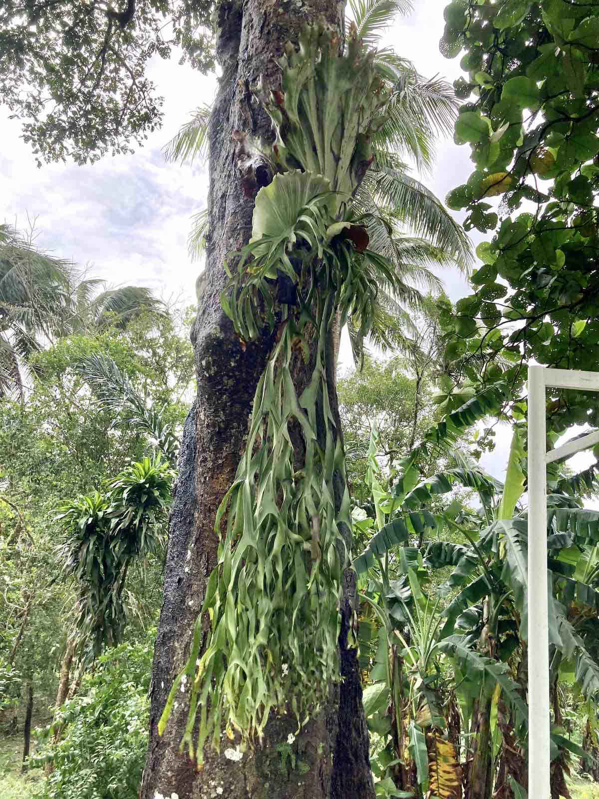 Staghorn Fern