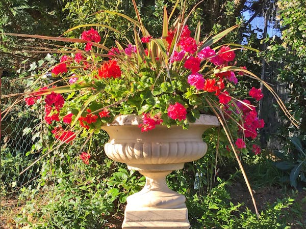 Haven Hall Hotel urn with geraniums