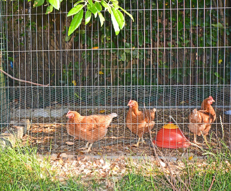 Haven Hall Hotel 3 chickens