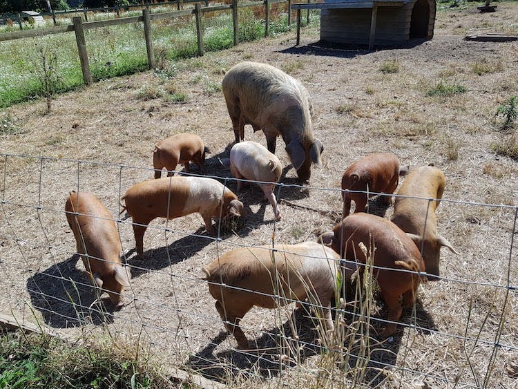 Haven Hall Hotel pigs at Quarr Abbey