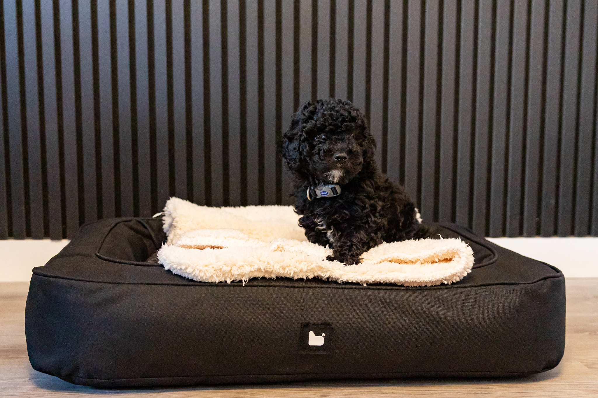 Apartment 1 Pet Friendly