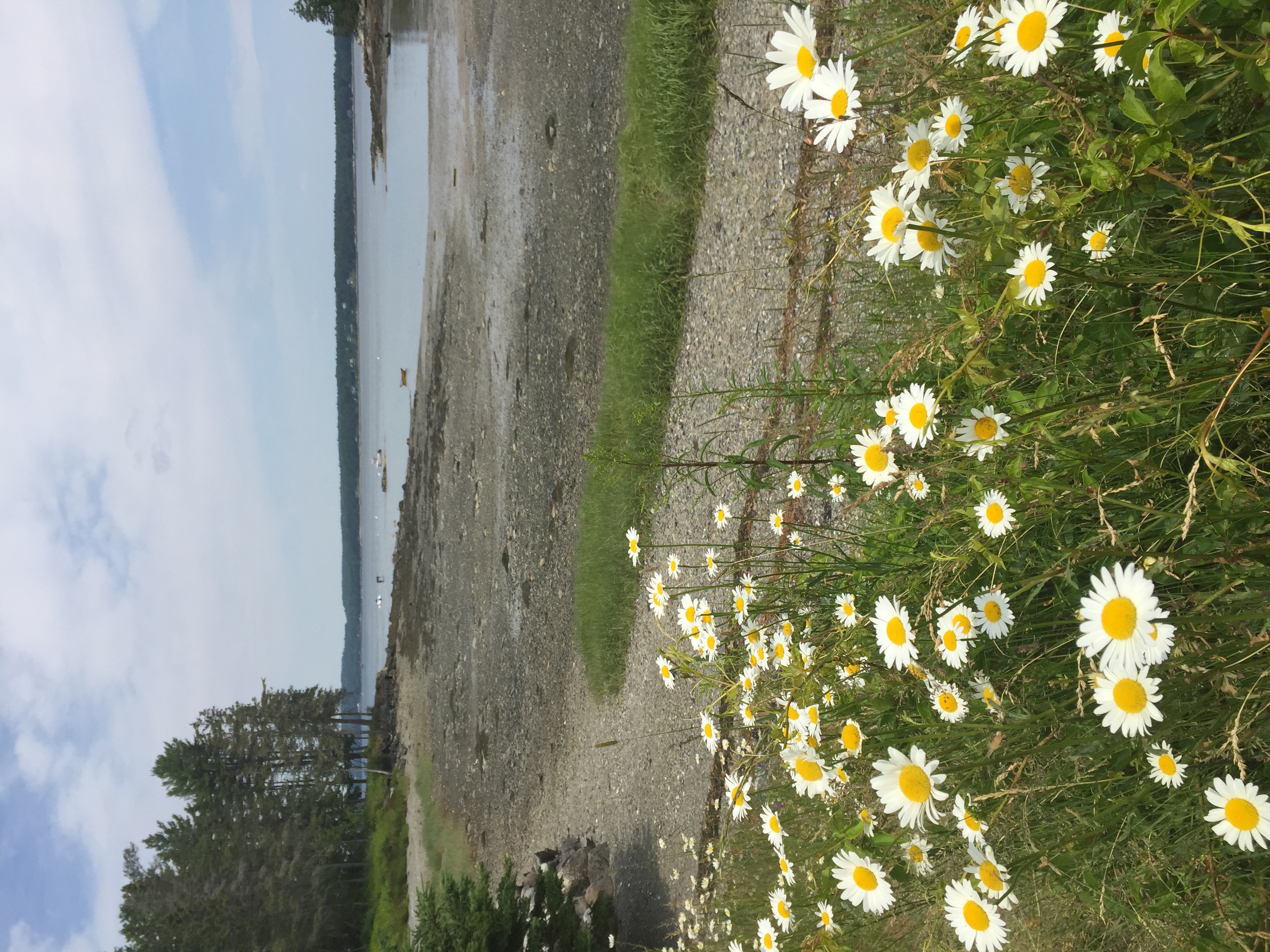 A serene beach scene with white daisies in the foreground, a body of water, and trees in the distance.