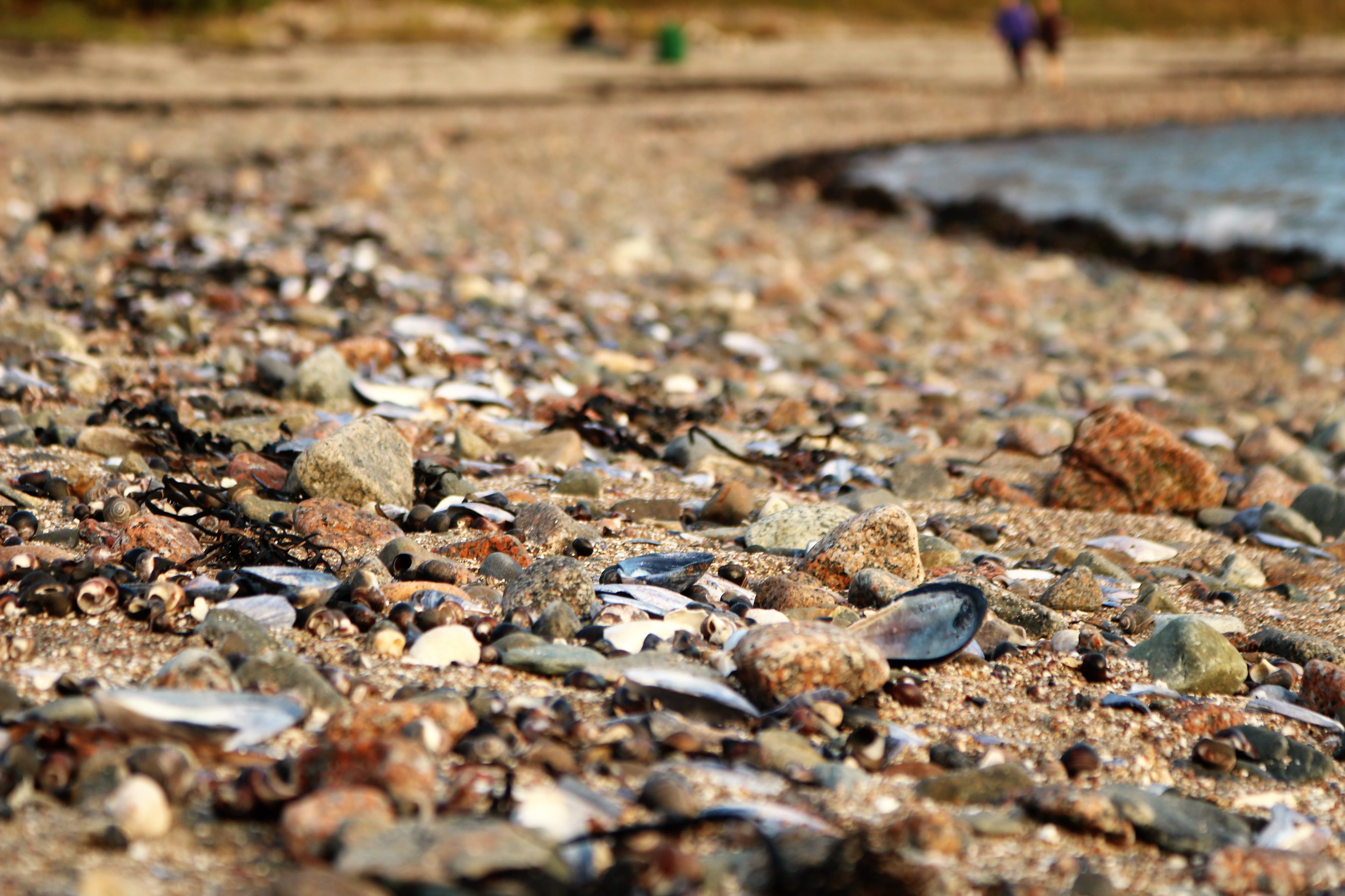 Beachcombing in Downeast Maine