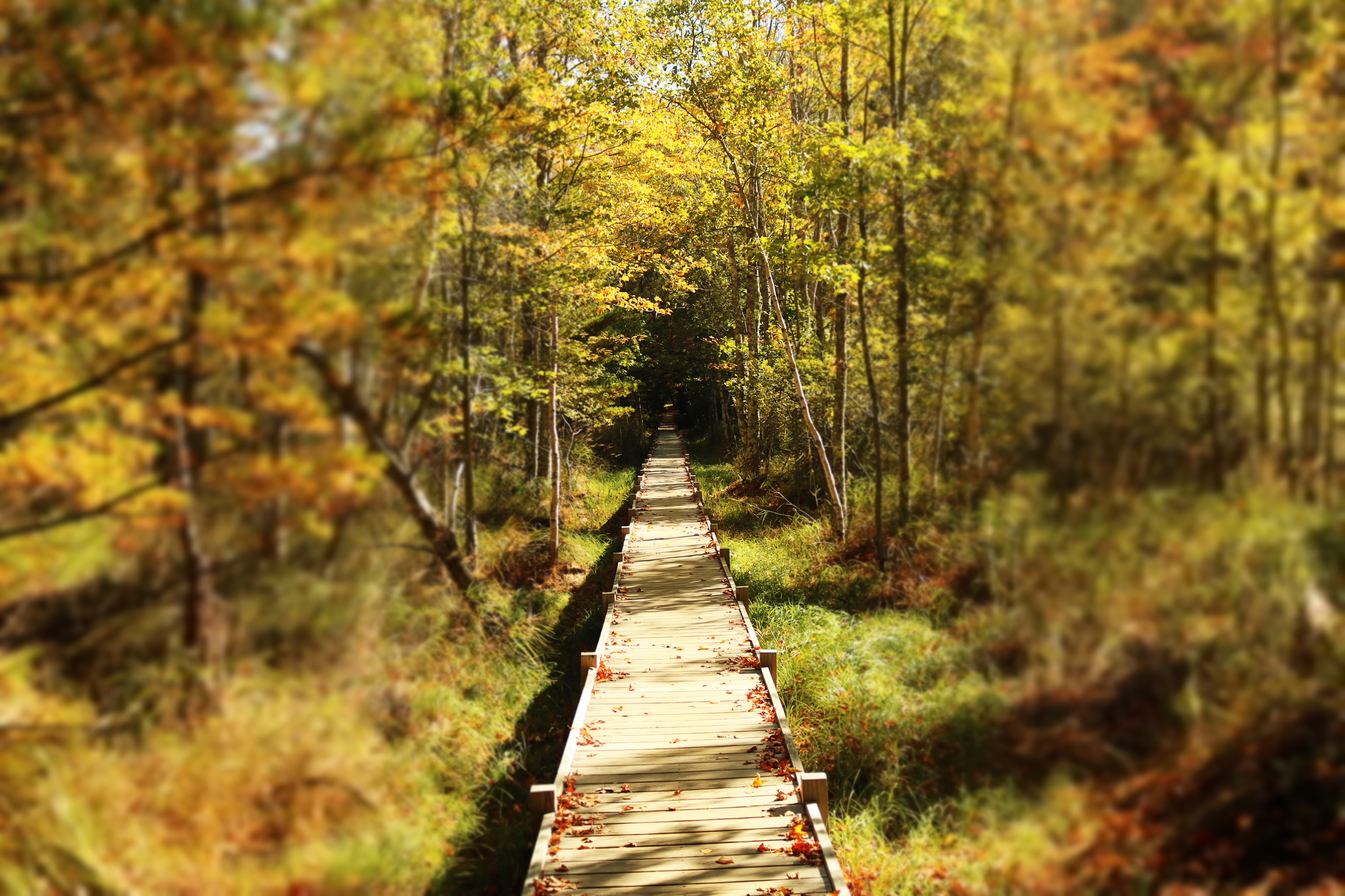 Forest through the trees