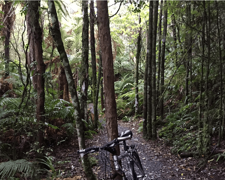 Tongariro River mountain biking trail