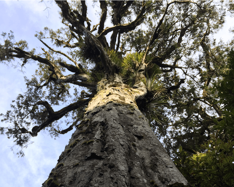 Old tree in Tongariro National Park