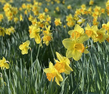 Handcocks Daffodil Flowers