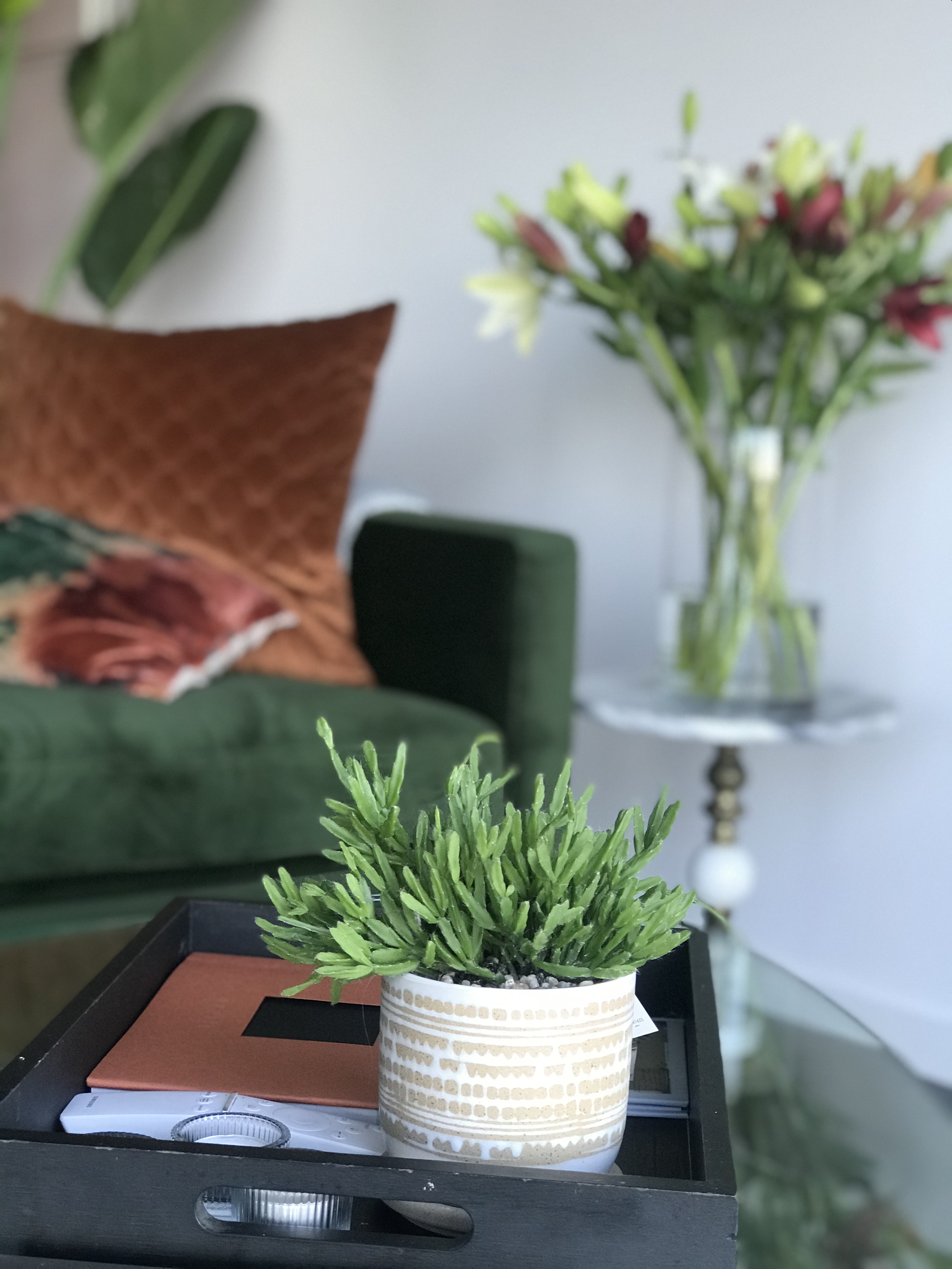 Plants inside the Living Room