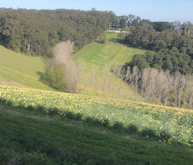Handcocks Daffodil Farm View