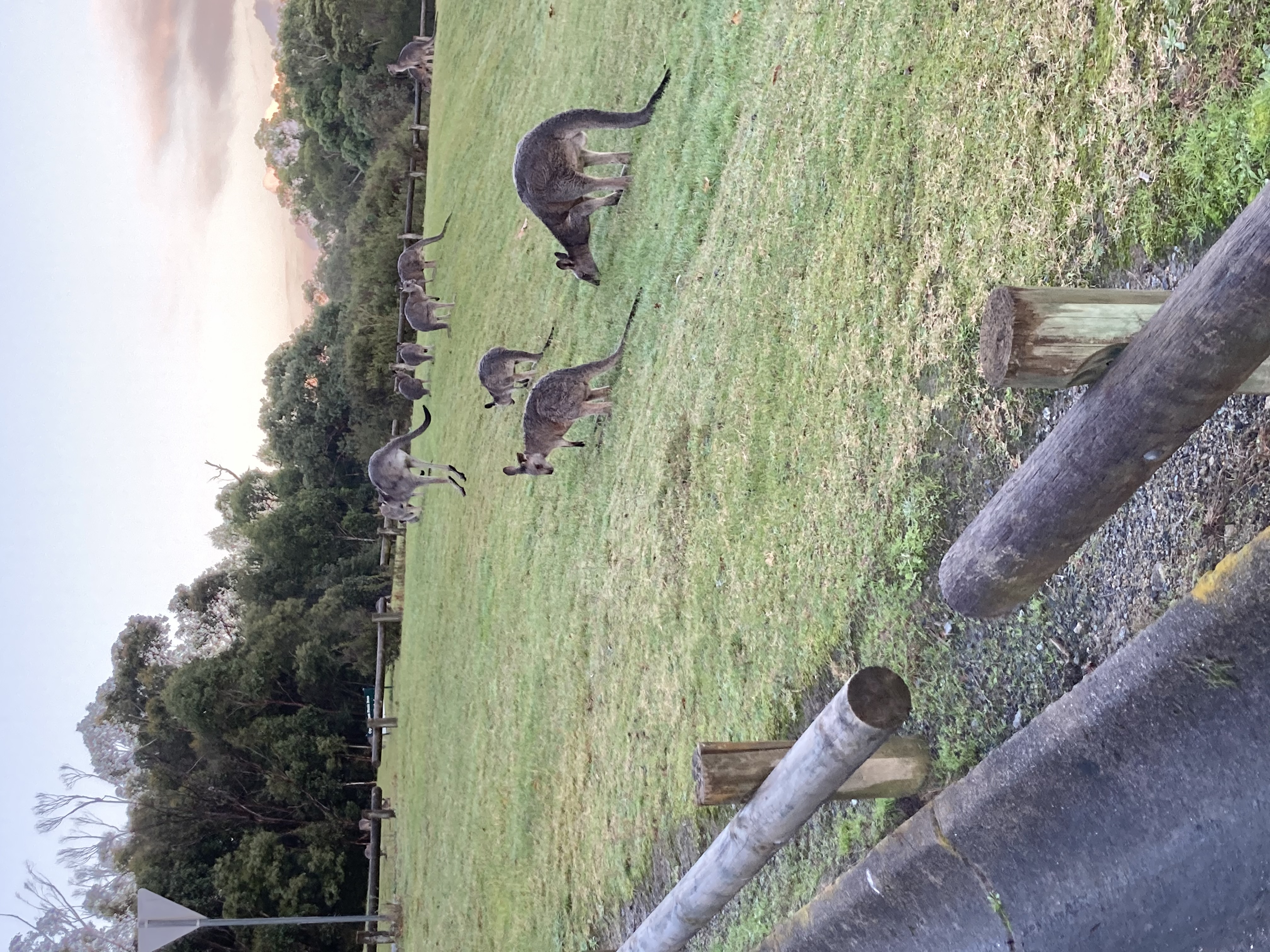 Eastern Grey Kangaroos