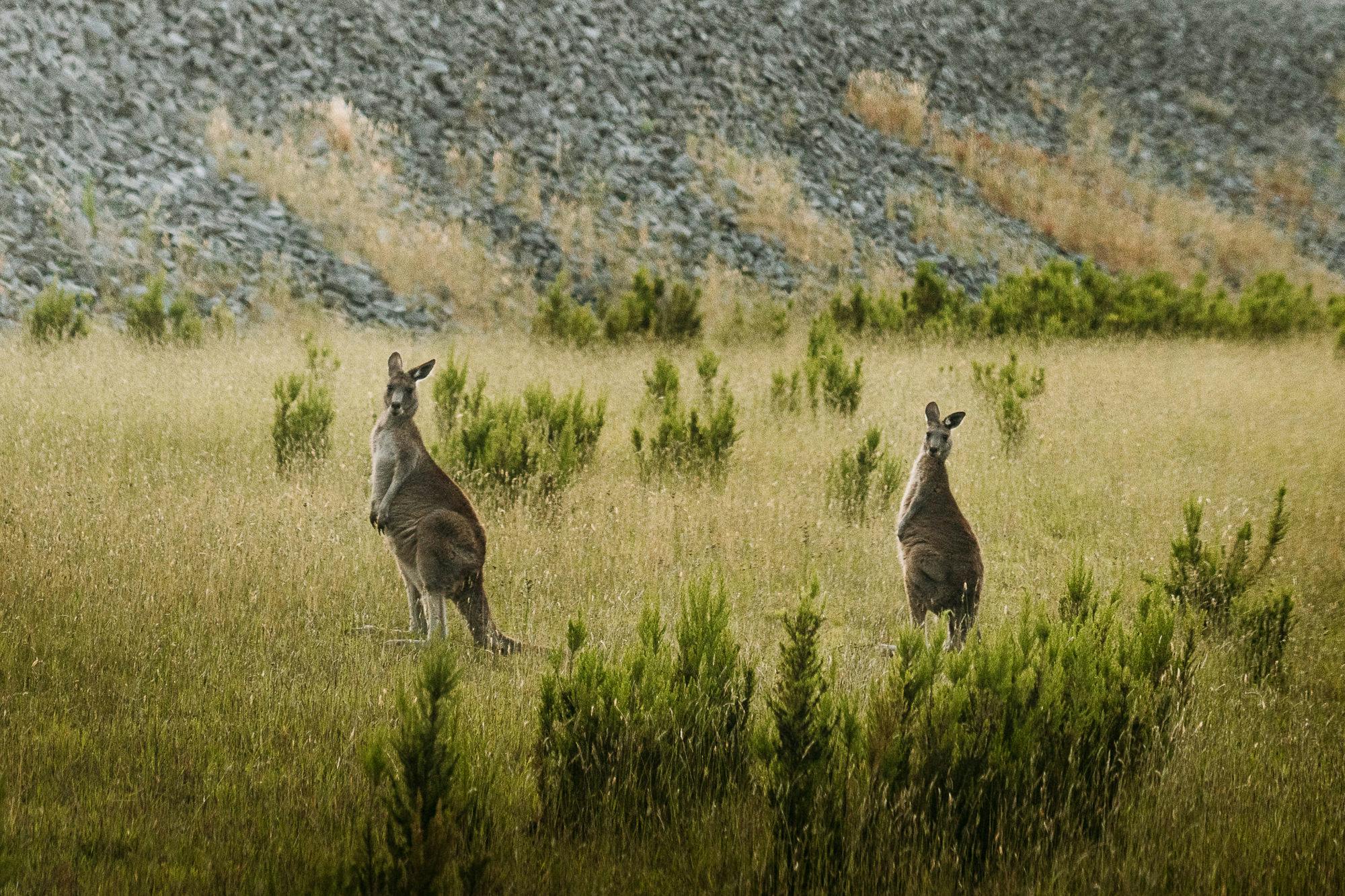 Two kangaroos