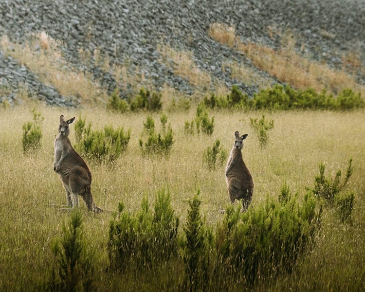 Two kangaroos