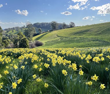 Handcocks Daffodil Farm