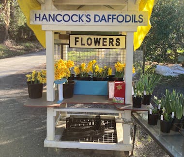 Hancock's Daffodils Flowers Display