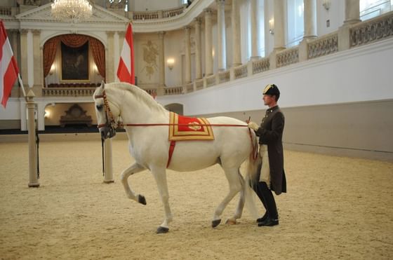 Wien Vienna Spanische Hofreitschule Spanish Riding School Copyright SRS Herbert Graf