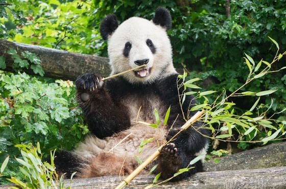Wien Vienna Tiergarten Schönbrunn Zoo Copyright Daniel Zupanc