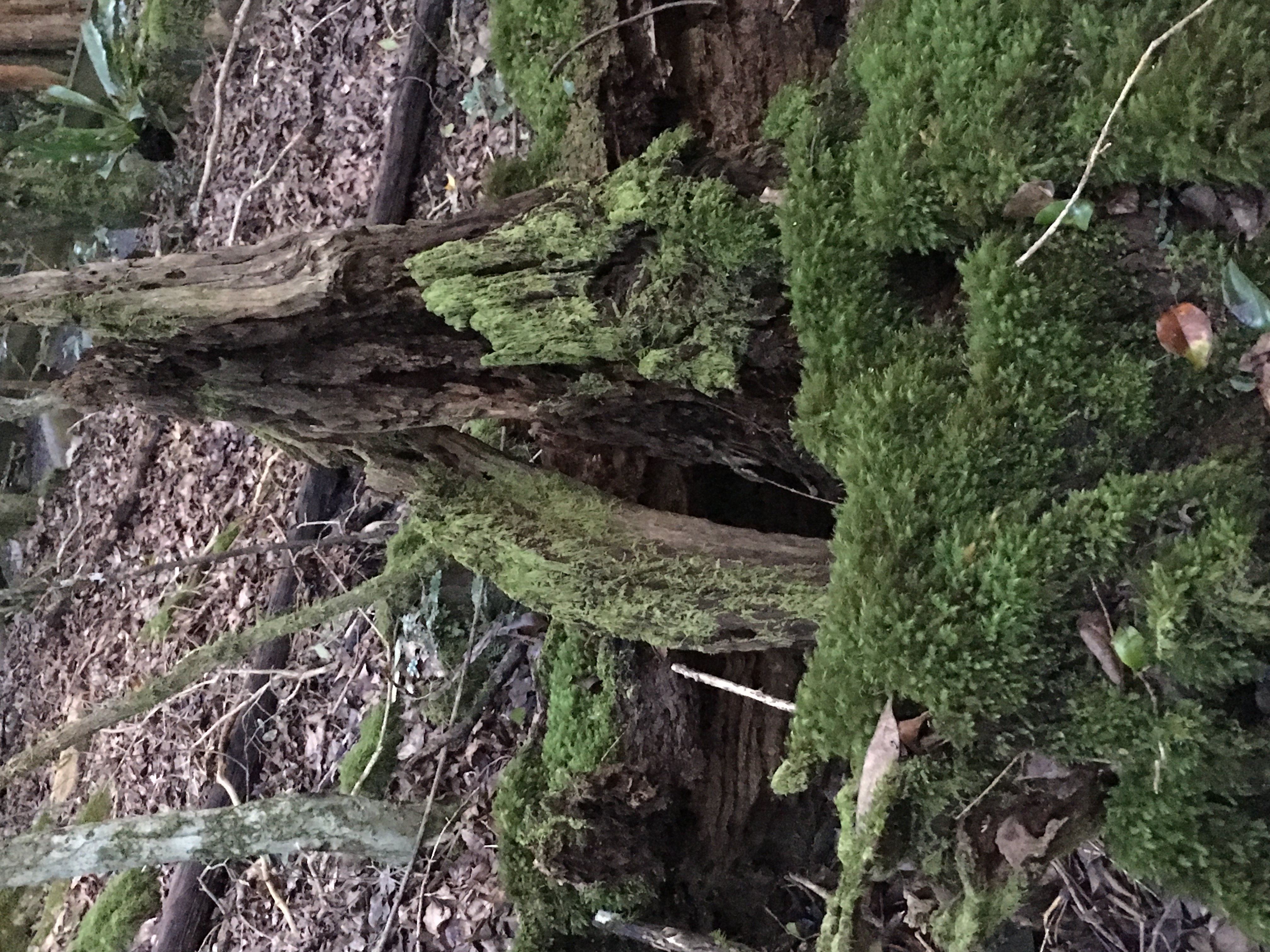 Moss so thick it's like a plush berber