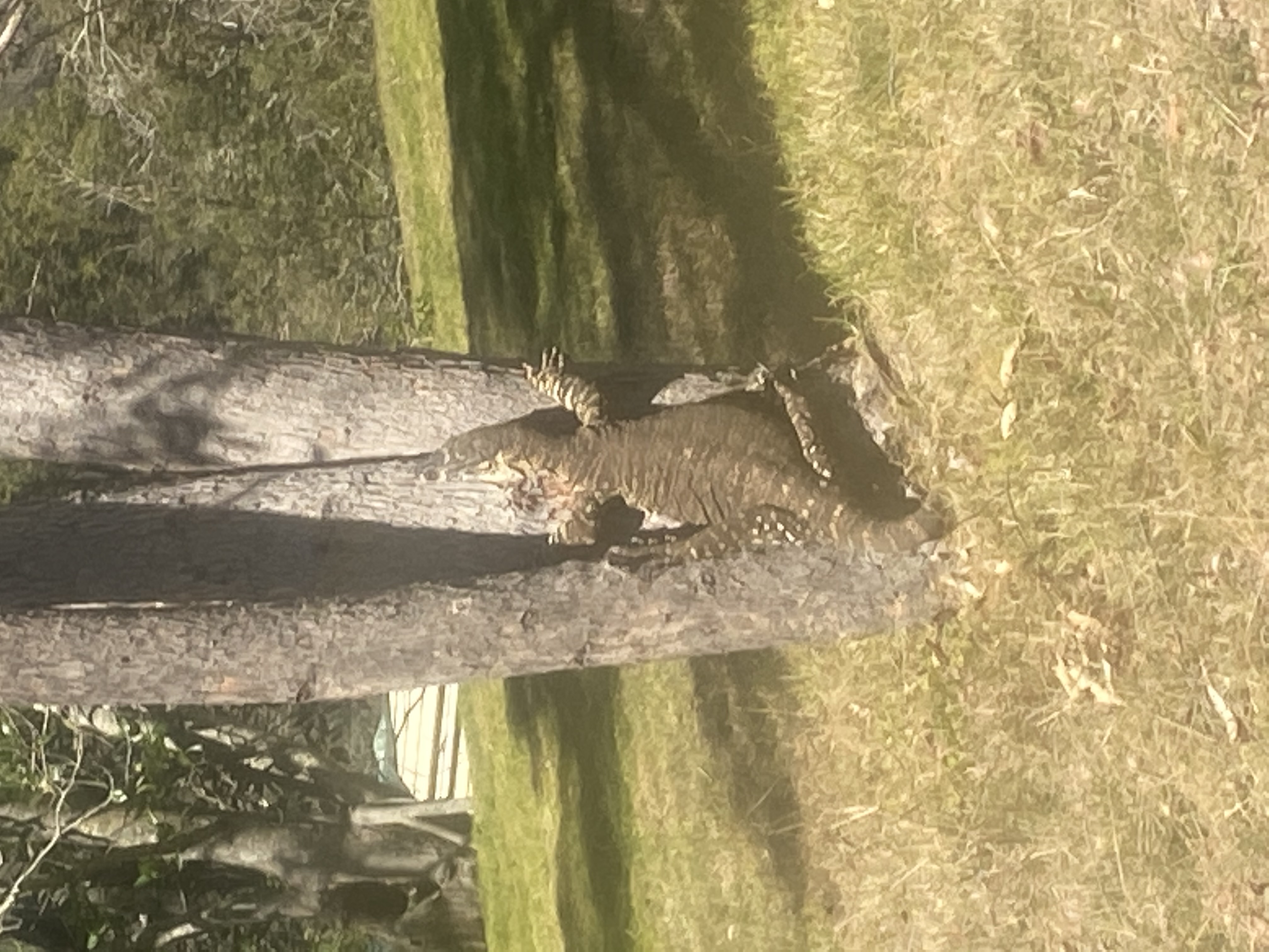 Meet Godzilla. All 180cm of him. Don't ask how I know!