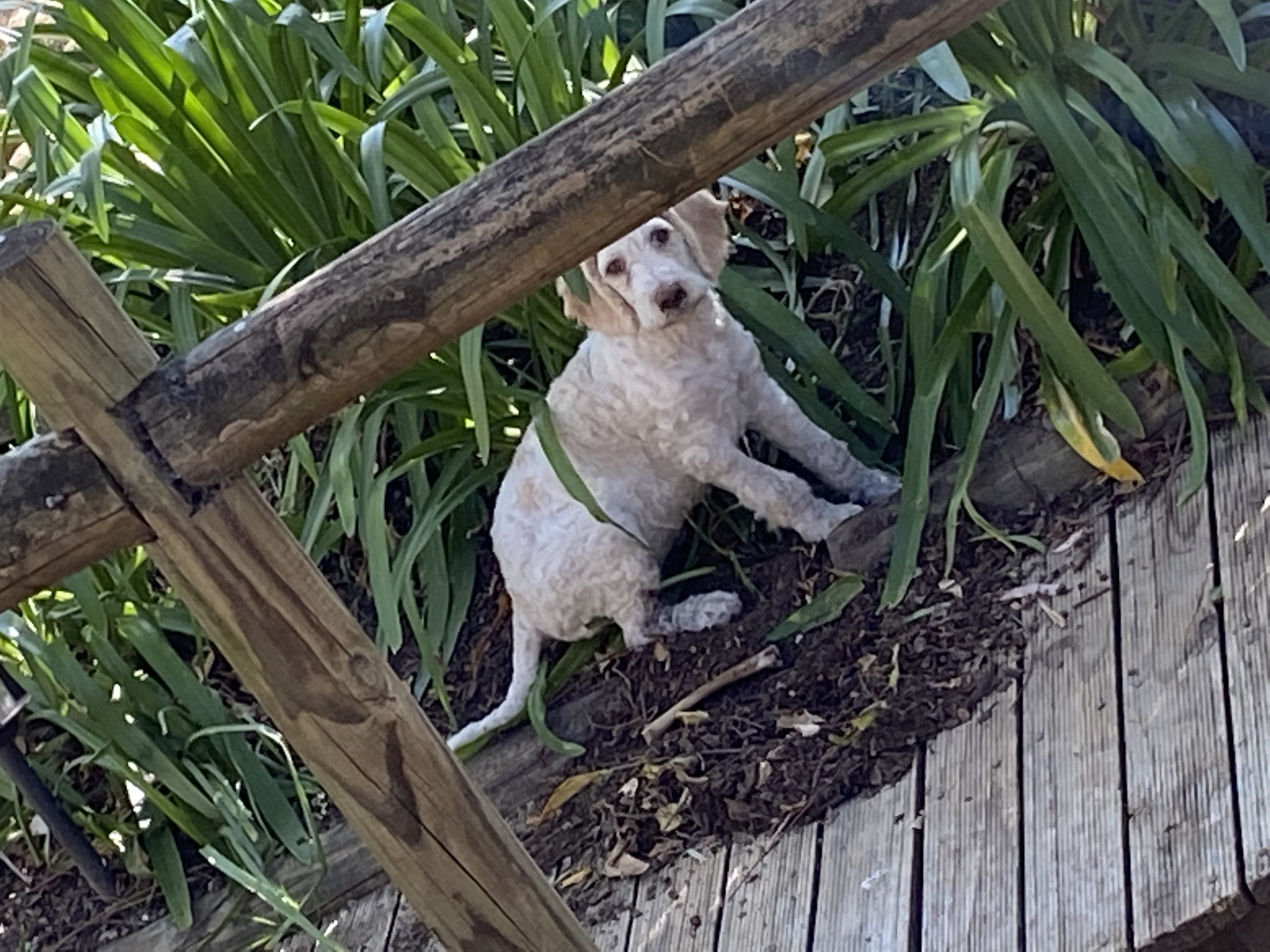 You always ask how I cope with all the gardening around here...I get a little help!