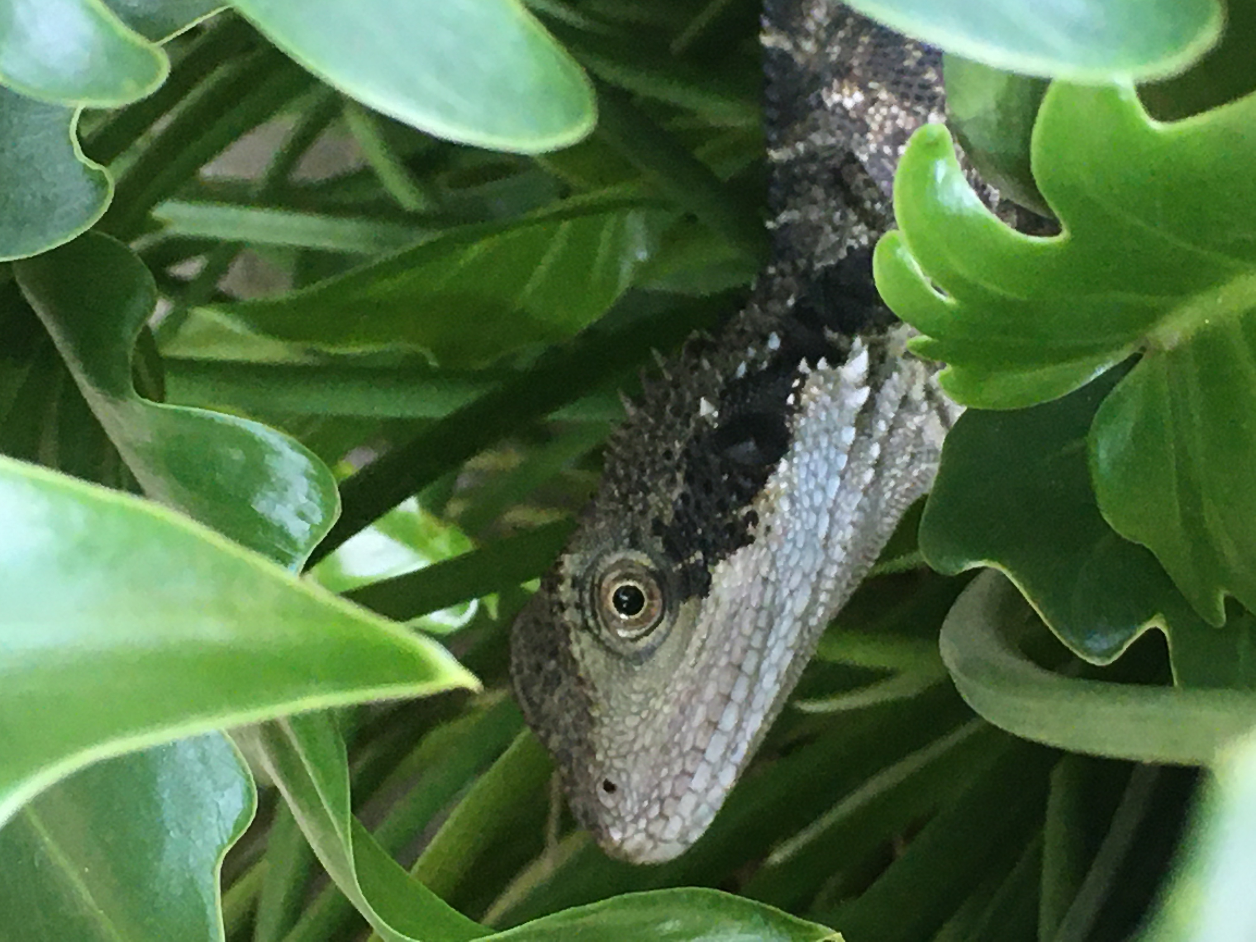 My favourite supermodel